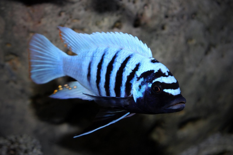 Maylandia zebra 'Thumbi West Island'